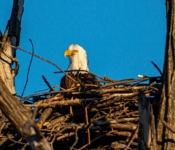 2023 02 11 RedwingEagles 032